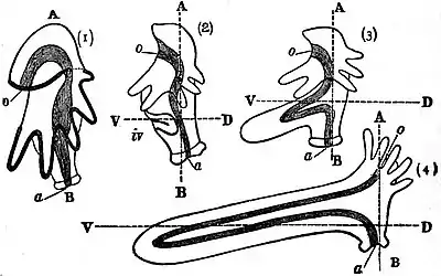 EB1911 Phoronidea - Metamorphosis of Actinotrocha.jpg