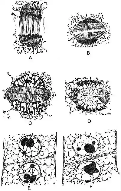 EB1911 Plants (Cytology) - reconstruction of the daughter nuclei of Phaseolus.jpg