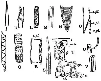 EB1911 Plants - examples of cell differentiation (2).jpg