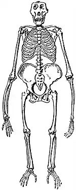 EB1911 Primates - Skeleton of the Gorilla.jpg