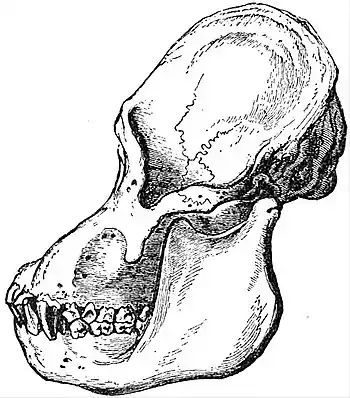 EB1911 Primates - Skull of adult male Orang-utan.jpg