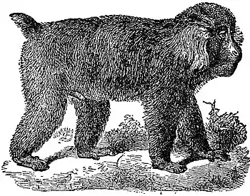 EB1911 Primates - Tibet Macaque.jpg