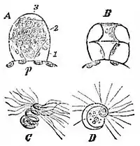 EB1911 Pteridophyta - Polypodium vulgare - antheridia and spermatozoids.jpg