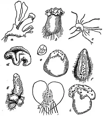 EB1911 Pteridophyta - prothalli.jpg