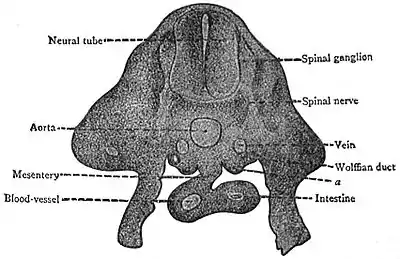 EB1911 Reproductive System, in Anatomy - rat embryo.jpg