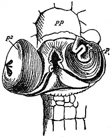 EB1911 Reptiles - Male copulatory organs of Lacerta agilis.jpg