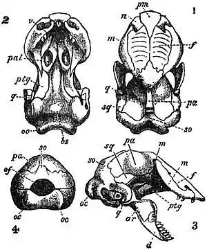 EB1911 Reptiles - Skull of Monopeltis sphenorhynchus.jpg