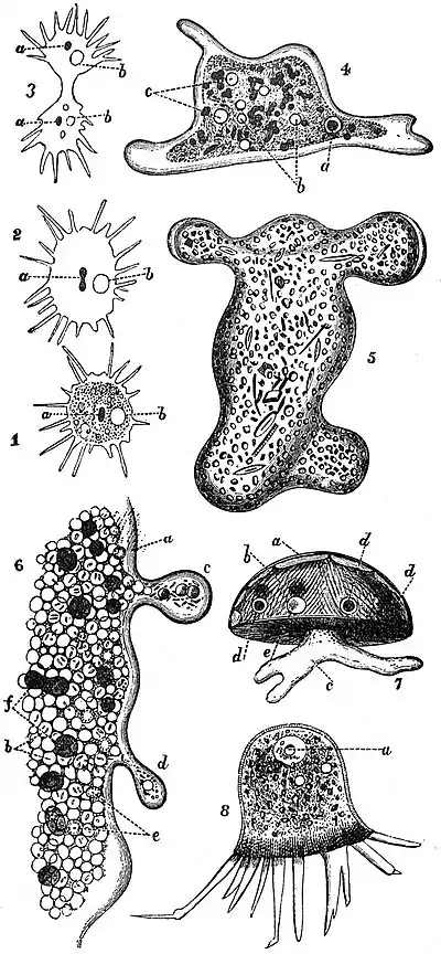 EB1911 Rhizopida - amoeba anatomy.jpg