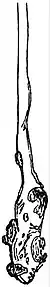 EB1911 Root - Root-hair in contact with particles of soil.jpg