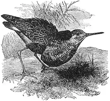 EB1911 Ruff.jpg