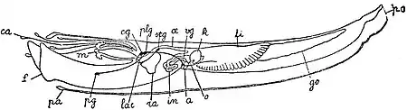 EB1911 Scaphopoda - Organization of Dentalium.jpg