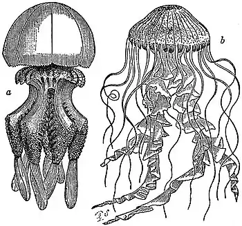 EB1911 Scyphomedusae - Rhizostoma pulmo and Chrysaora hysoscella.jpg