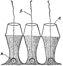 EB1911 Sponges - Collared Cells of Schaudinnia arctica.jpg