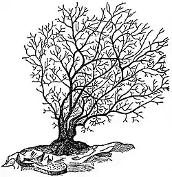 EB1911 Sponges - Dendritic, Euceratose Skeleton of Dendrilla rosea.jpg