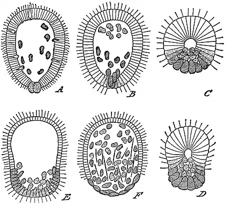 EB1911 Sponges - Types of Sponge Larvae.jpg