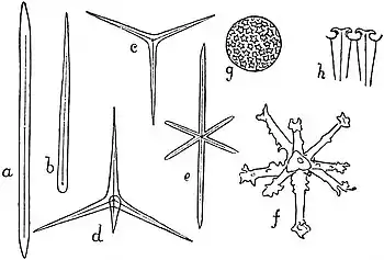 EB1911 Sponges - Typical Siliceous Megascleres.jpg