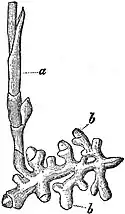 EB1911 Stem - Rhizome of Corallorhiza innata.jpg