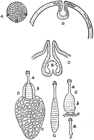 EB1911 Tapeworms - development of a Cestode from a cysticercus.jpg