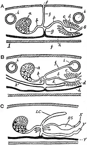 EB1911 Tapeworms - female genital ducts in Trematodes and Cestodes.jpg