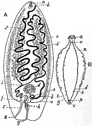 EB1911 Tapeworms - reproductive systems of Amphilina foliacea and Amphiptyches urna.jpg