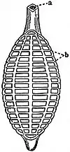 EB1911 Trematodes - Aspidogaster conchicola - ventral aspect.jpg