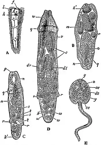 EB1911 Trematodes - Five stages in the life-history of Fasciola hepatica.jpg