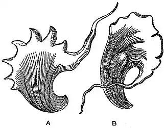 EB1911 Trypanosomes, 1.jpg