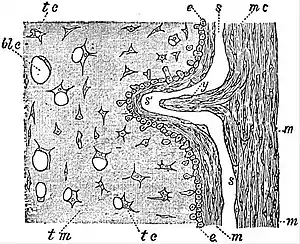 EB1911 Tunicata - Mantle and Test of an Ascidian.jpg