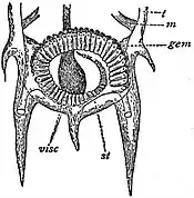 EB1911 Tunicata - Posterior part of solitary form of Salpa democratica-mucronata.jpg