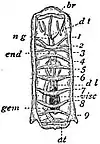 EB1911 Tunicata - Salpa runcinata-fusiformis - Solitary form.jpg