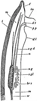 EB1911 Tunicata - anterior dorsal part of Ascidia mentula.jpg