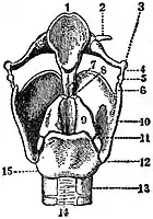 EB1911 Voice - Cartilages and Ligaments of the Larynx (behind).jpg