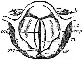 EB1911 Voice - Glottis - Chest Voice, Medium Tone.jpg