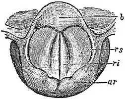 EB1911 Voice - Glottis previous to Emission of a Sound.jpg
