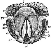 EB1911 Voice - Laryngoscopic View of the Glottis.jpg