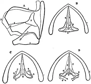 EB1911 Voice - action of the muscles of the larynx.jpg