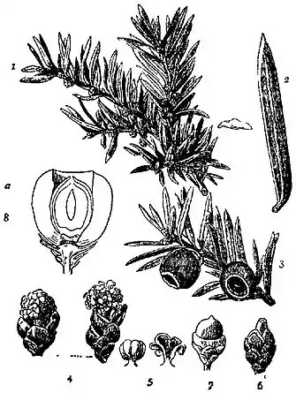 EB1911 Yew.jpg