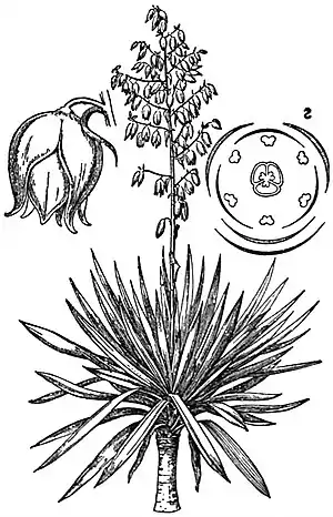 EB1911 Yucca.jpg
