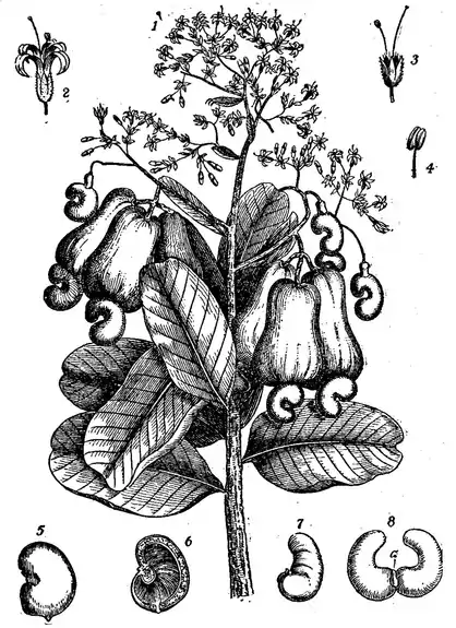 EB1911 p. 446 image.png