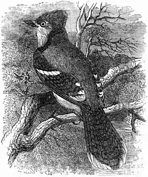 EB9 Jay - American Blue Jay.jpg