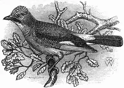 EB9 Jay - European Jay.jpg