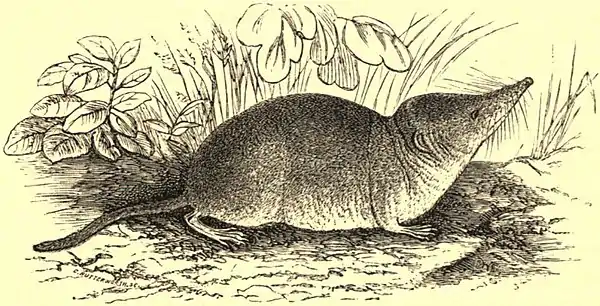 EB9 Shrew.jpg