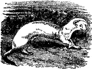 Ermine EB1911.png