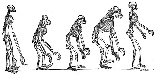 black and white line drawing of five primate skeletons standing upright