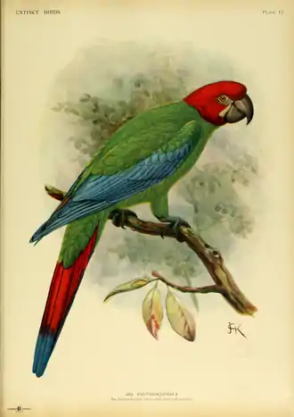 Extinctbirds1907 P12 Ara erythrocephala0305.png