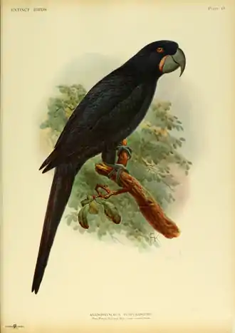 Extinctbirds1907 P13 Anodorhynchus purpurascens0307.png