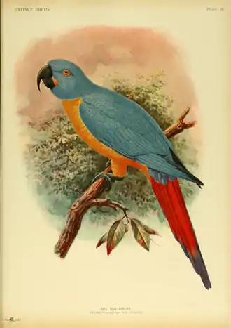 Extinctbirds1907 P15 Ara erythrura0311.png