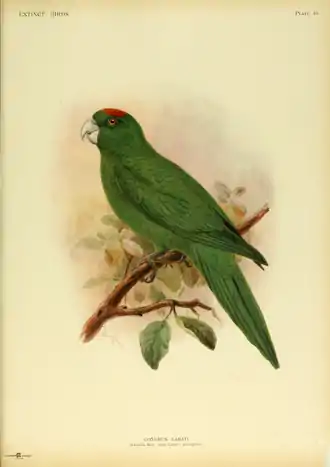 Extinctbirds1907 P16 Conurus labati0313.png
