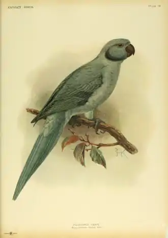Extinctbirds1907 P19 Palaeornis exsul0319.png