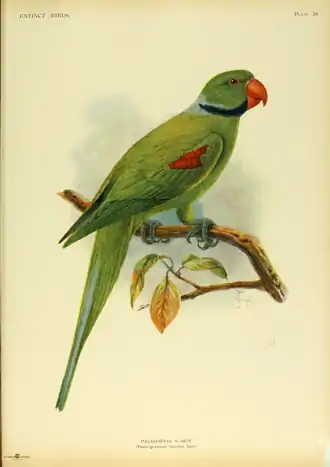 Extinctbirds1907 P20 Palaeornis wardi0321.png
